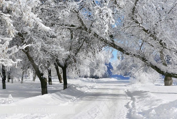 漂亮的树林雪景风景图片