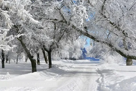 漂亮的树林雪景风景图片 漂亮的树林雪景风景图片
