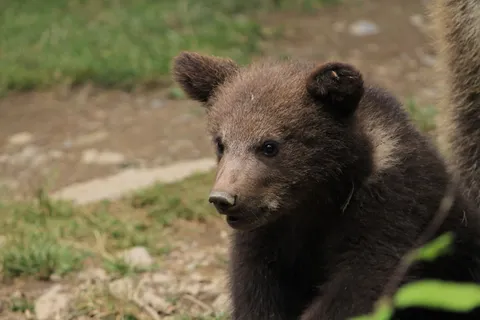 熊动物棕熊动物园野生动物狗熊