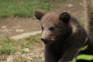 熊动物棕熊动物园野生动物狗熊