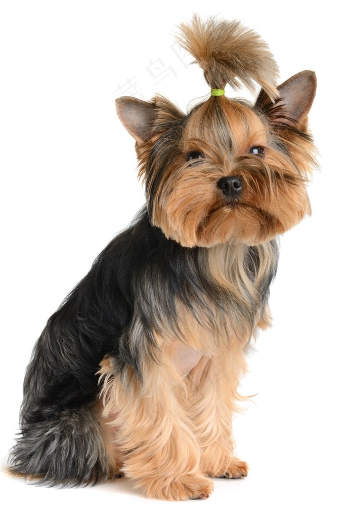 狗花狗图片素材