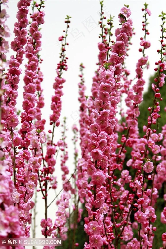 高清唯美茂盛桃花鲜花图片
