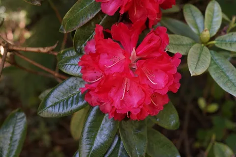 红色杜鹃花高清图片 红色杜鹃花高清图片