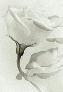 白玫瑰油画质感 白玫瑰油画质感