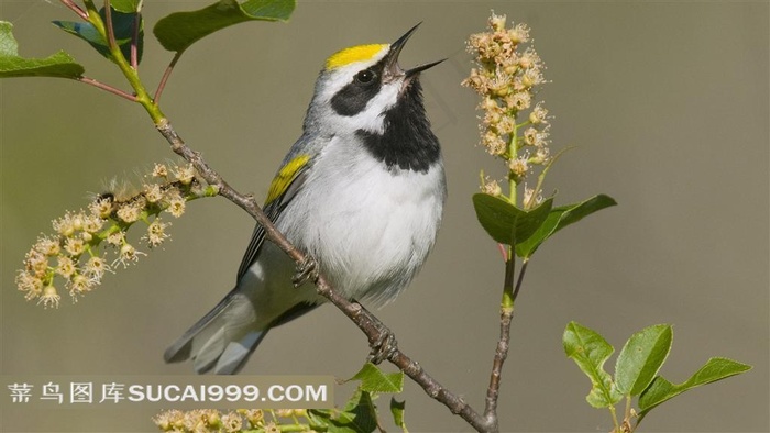 树枝上张嘴的小鸟摄影素材