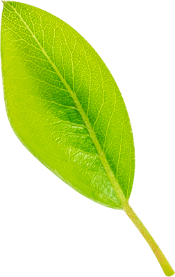 02_Pear Leaf