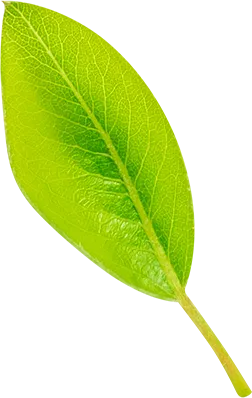 02_Pear Leaf