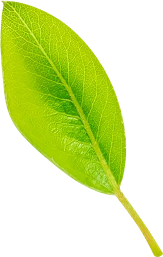 02_Pear Leaf