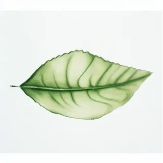 一片叶子png免抠