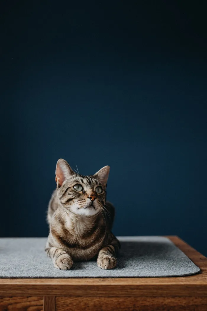 可爱猫咪猫猫摄影素材
