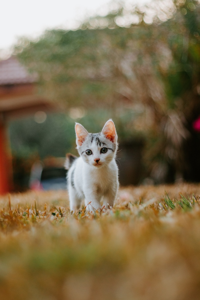 可爱猫咪猫猫摄影素材
