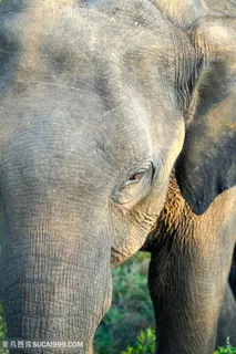 泰国大象图片大全