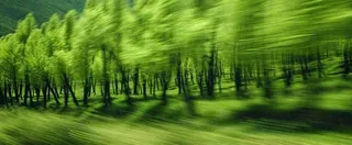 绿色树木虚幻树林摄影图