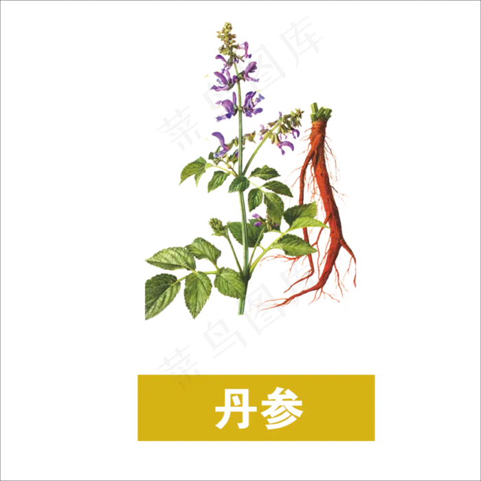 手绘草本中药丹参