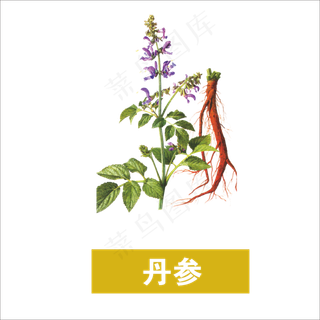 手绘草本中药丹参