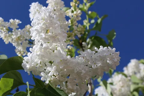春天白色植物花朵图片 春天白色植物花朵图片
