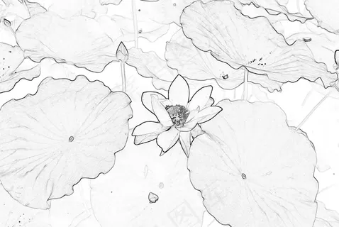 素描荷花图片 素描荷花图片