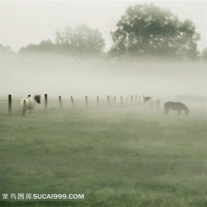 草场马摄影背景图片
