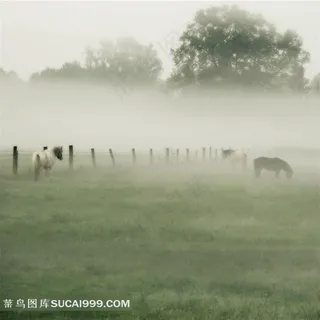 草场马摄影背景图片