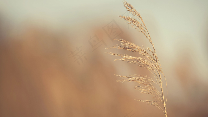 秋天秋日黄色小草高清背景