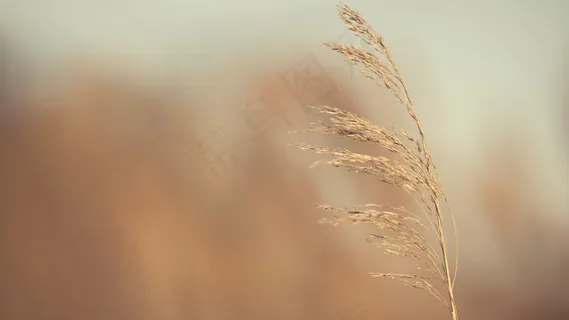 秋天秋日黄色小草高清背景 秋天秋日黄色小草高清背景