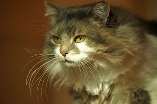 可爱毛绒小猫图片