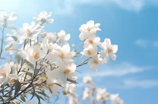 白色的花朵近景聚焦拍摄摄影图