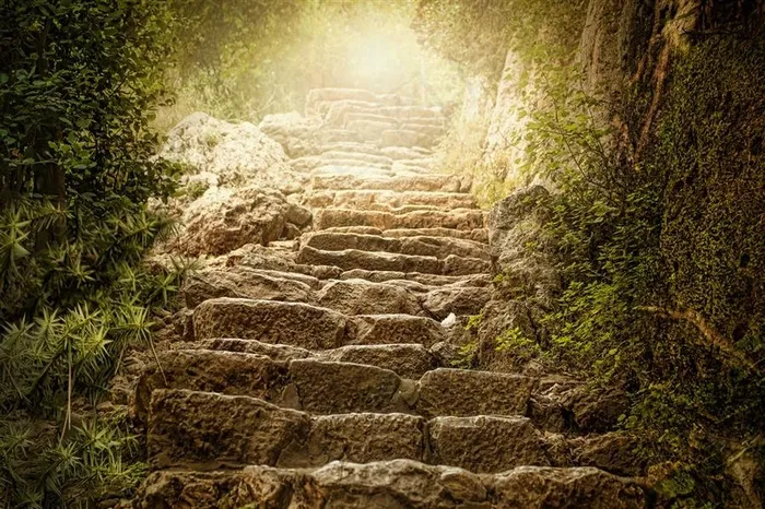 树林里的小路石阶梯风景图片