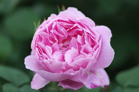 唯美粉红色的牡丹喜欢图片