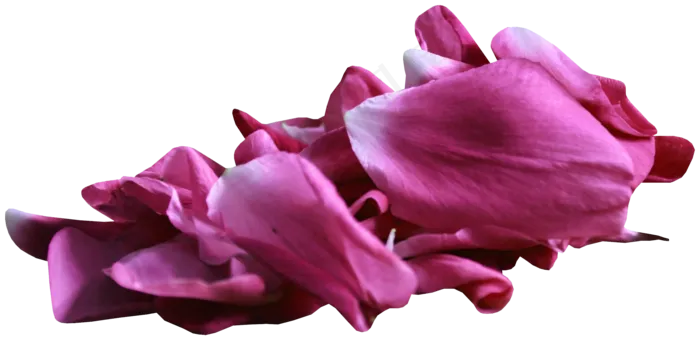 花瓣花朵免扣图片 