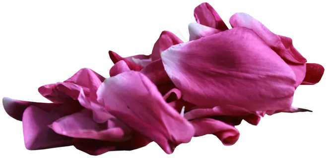 花瓣花朵免扣图片  花瓣花朵免扣图片