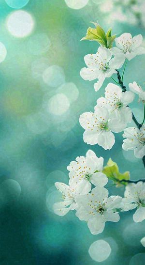 春天枝头上开满花朵，春分摄影图