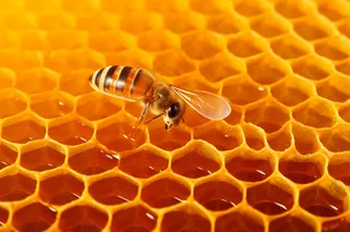 蜂蜜蜜蜂蜂巢细节特写摄影图