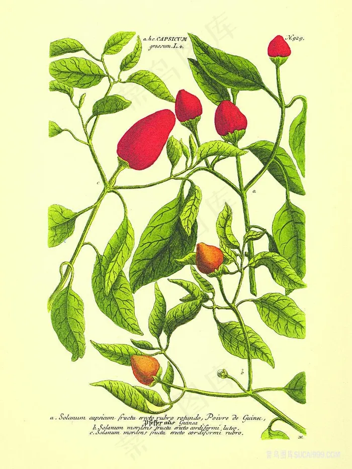 唯美花卉植物树叶插画