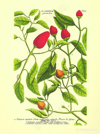 唯美花卉植物树叶插画