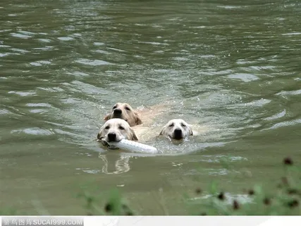 叼着东西游泳的狗狗们