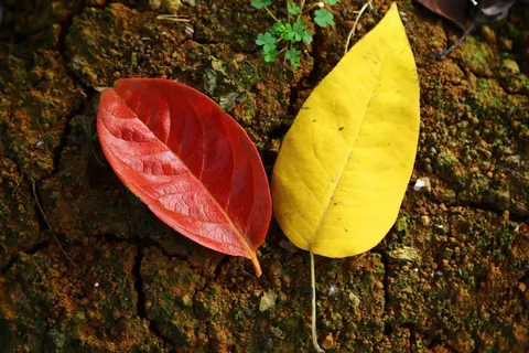 户外彩色树叶背景