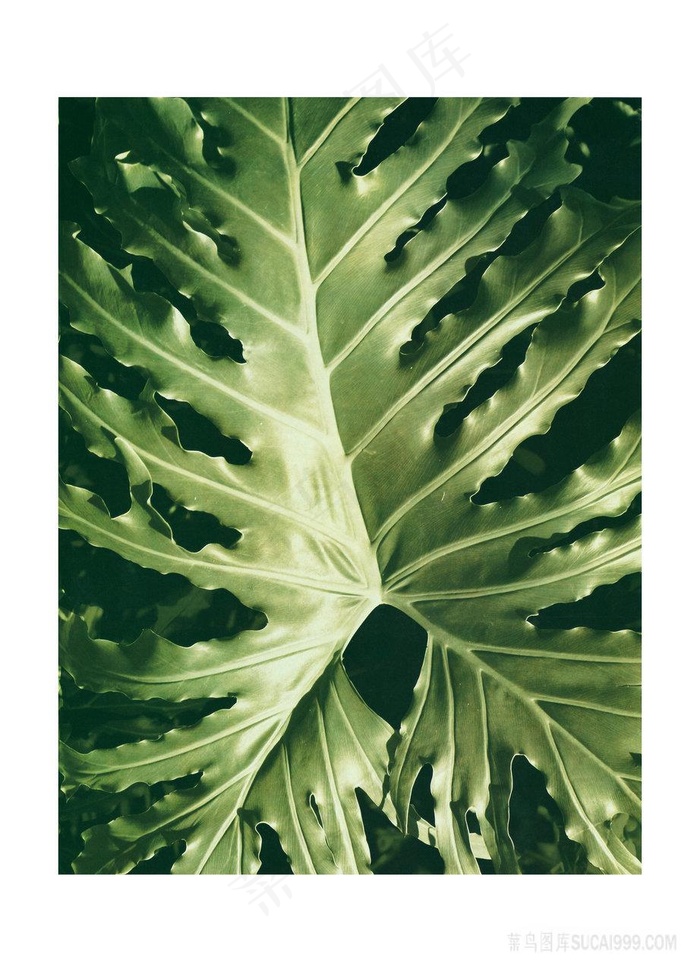 绿叶时尚艺术插画