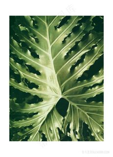 绿叶时尚艺术插画