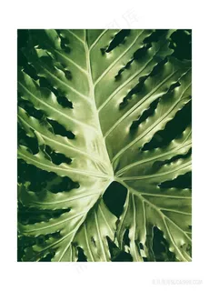 绿叶时尚艺术插画 绿叶时尚艺术插画