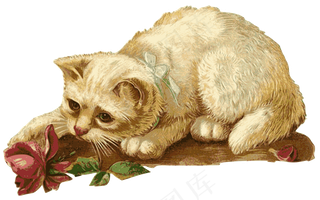 猫, 小猫, 玫瑰, 花, 动物, 宠物