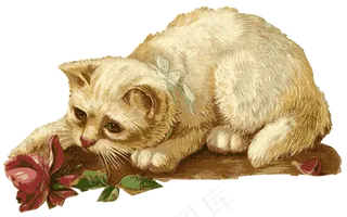 猫, 小猫, 玫瑰, 花, 动物, 宠物