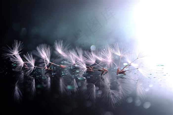 唯美蒲公英鲜花图片