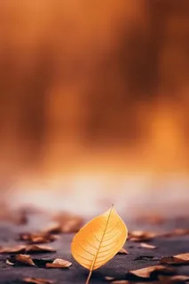 棕黄色叶子大气简约节气海报背景