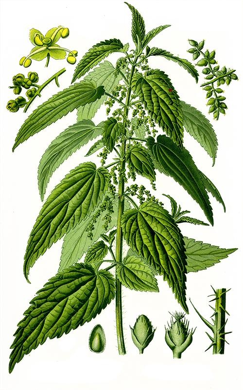 荨麻免抠(500x804)