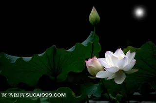 荷塘月色白色荷花图片