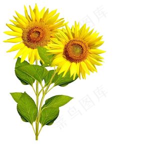 高清双株向日葵鲜花图片