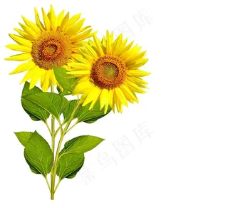 高清双株向日葵鲜花图片