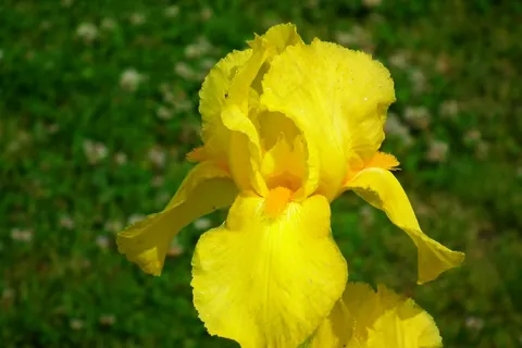 黄色鸢尾花花朵图片 黄色鸢尾花花朵图片
