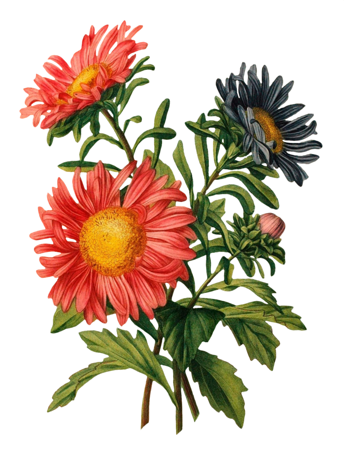 复古手绘植物花卉插画 免抠